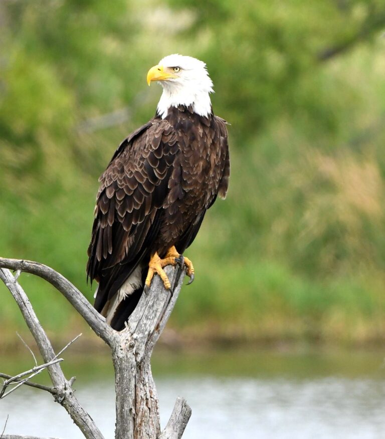 Today we’re celebrating our national bird, the bald eagle, for American Eagle Day. On June 20, 1782